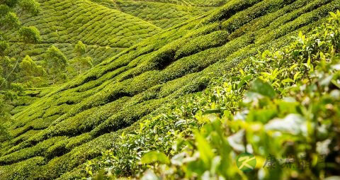 红茶养胃吗 红茶养胃吗