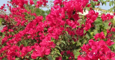 哪些人不能吃葛花 哪些人不能吃葛花