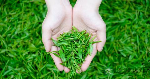 喝完牛奶能喝茶吗 喝完牛奶能喝茶吗