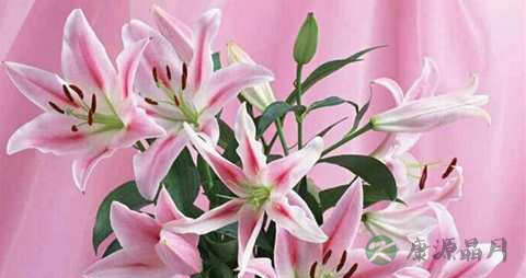 百合的花可以吃吗 百合的花可以吃吗