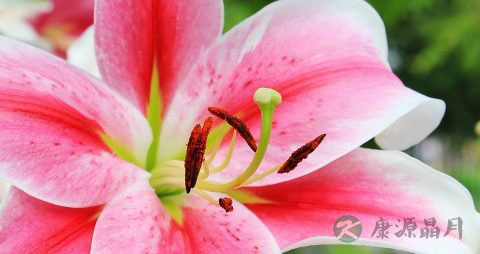 百合的花能吃吗