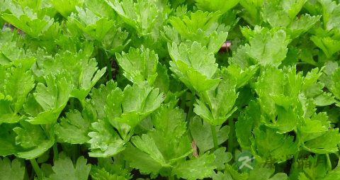 芹菜籽吃多了好吗 芹菜籽吃多了好吗