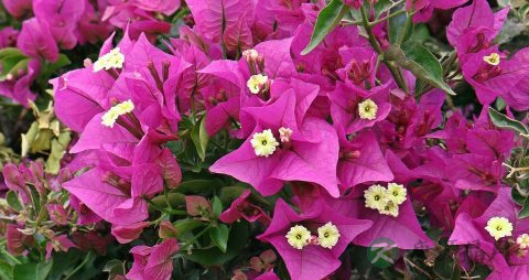 哪些人不能吃葛花 哪些人不能吃葛花