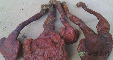 灵芝怎样吃好 灵芝怎样吃好