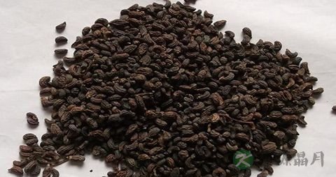 女贞子的食用方法 女贞子的食用方法