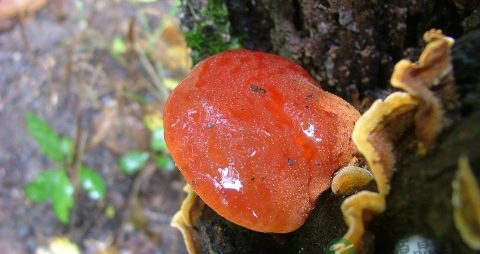 赤灵芝怎样吃好 赤灵芝怎样吃好