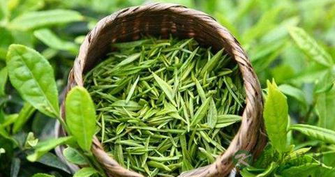 常喝绿茶有什么好处 常喝绿茶有什么好处