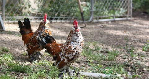 狗咬死的鸡能吃吗 狗咬死的鸡能吃吗