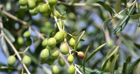 夏季感冒流鼻涕头晕怎么办 夏季感冒流鼻涕头晕怎么办