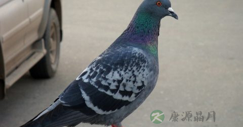 辛温补阳的食物 辛温补阳的食物