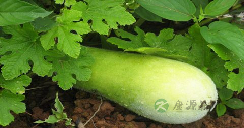 帮助肾排毒的方法 帮助肾排毒的方法