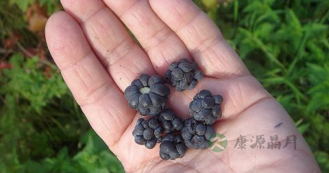 肝掌症状 肝掌症状