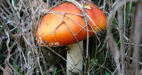 乙肝大三阳饮食注意事项 乙肝大三阳饮食注意事项
