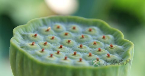 莲心是清热泻火药吗 莲心是清热泻火药吗