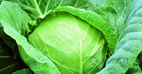 肠胀气吃什么食物