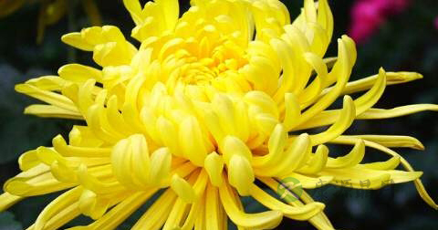 决明子可以和菊花一起泡吗 决明子可以和菊花一起泡吗