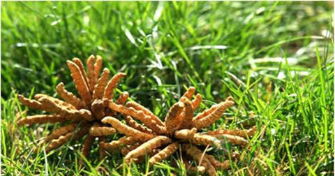 冬虫夏草和虫草一样吗 冬虫夏草和虫草一样吗