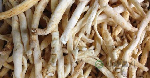 沙参可以泡茶吗 沙参可以泡茶吗