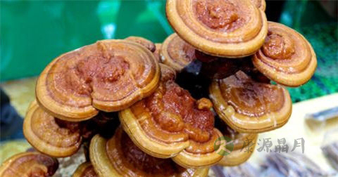 野生灵芝怎么食用