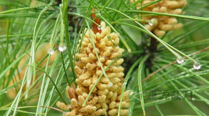 松花粉能治湿疹吗 松花粉能治湿疹吗