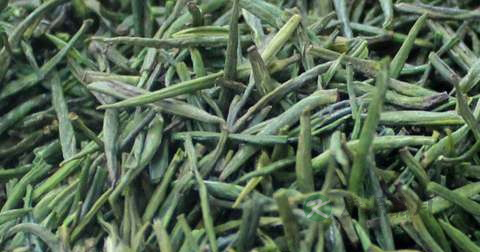 竹叶青是绿茶吗