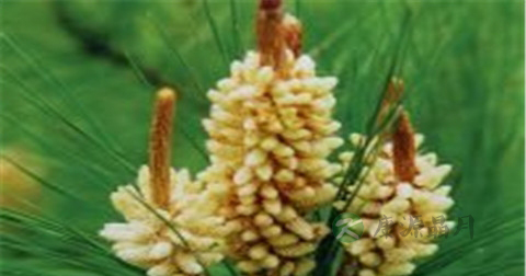 松花粉儿童能吃吗 松花粉儿童能吃吗