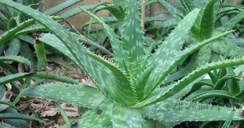 角膜擦伤怎么治疗