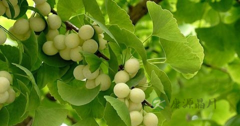 吃白果中毒怎么办 吃白果中毒怎么办