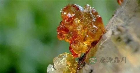桃胶怎么选 桃胶怎么选