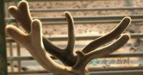 鹿茸可以泡水喝吗 鹿茸可以泡水喝吗