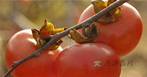 吃过柿子能喝茶吗 吃过柿子能喝茶吗