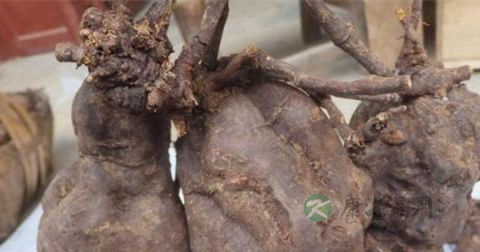 干何首乌的食用方法