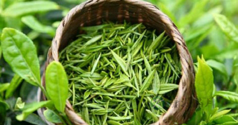自制绿茶的做法 自制绿茶的做法