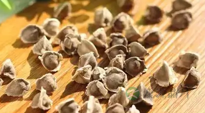 辣木籽可以治疗银屑病吗 辣木籽可以治疗银屑病吗