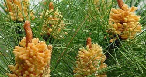 松花粉能治湿疹吗 松花粉能治湿疹吗