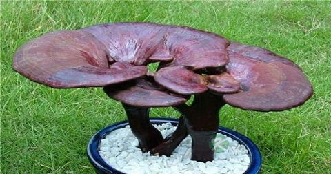 灵芝有哪些功效 灵芝有哪些功效