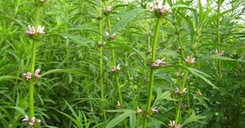 益母草怎么煲 益母草怎么煲