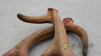 感冒了可以吃鹿茸吗