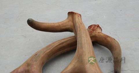 鹿茸泡水喝的功效 鹿茸泡水喝的功效