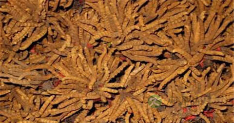 冬虫夏草和虫草一样吗 冬虫夏草和虫草一样吗