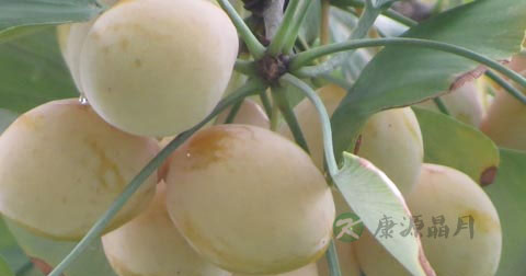 白果能降血糖吗 白果能降血糖吗