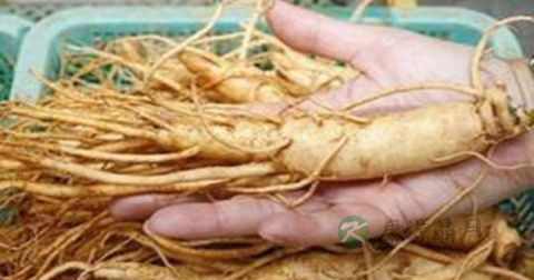 肾阳虚可以吃人参吗 肾阳虚可以吃人参吗