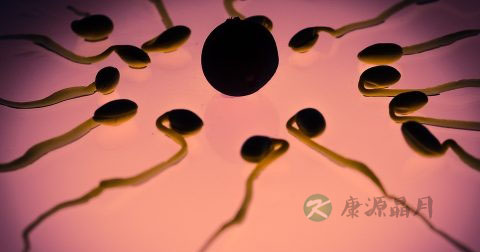 人工受精的过程 人工受精的过程