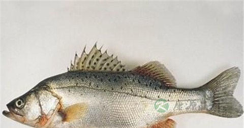 隆胸秘籍有哪些