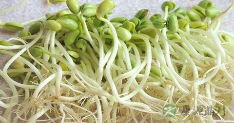 生完孩子能吃豆芽吗 生完孩子能吃豆芽吗