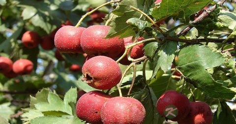 孕妇能吃提子和葡萄吗
