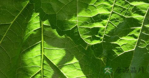 60岁老人每天午后发烧怎么回事 60岁老人每天午后发烧怎么回事