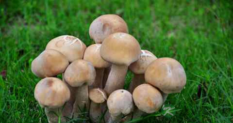 痛风老人吃什么食物好 痛风老人吃什么食物好