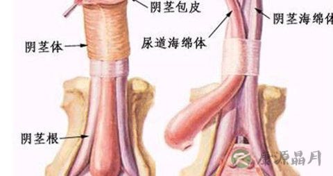 为什么包皮老干裂 为什么包皮老干裂