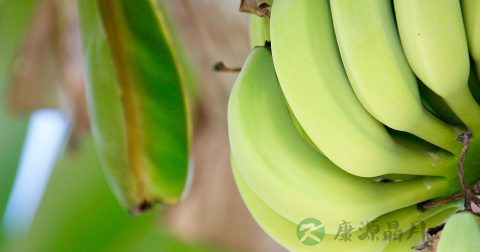 香蕉可以减肥吗